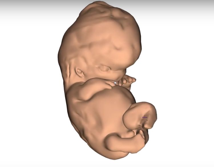 (VIDEO) Čudo života – znanstvenici razvili 3D prikaz razvitka ljudskog embrija